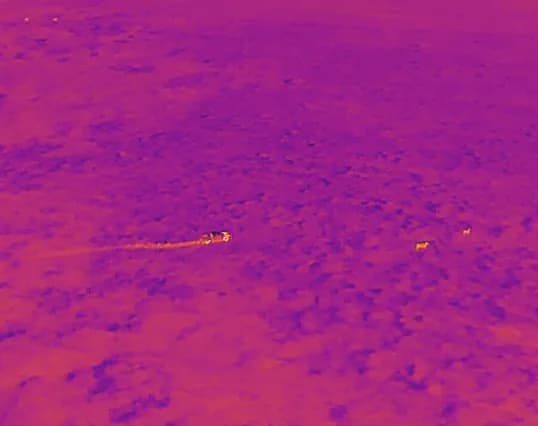 Feedlot Thermal Screening